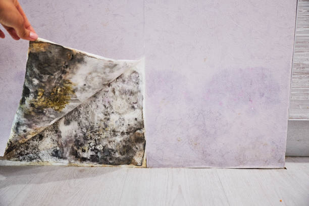 Best Black Mold Removal  in Platte City, MO